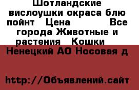 Шотландские вислоушки окраса блю пойнт › Цена ­ 4 000 - Все города Животные и растения » Кошки   . Ненецкий АО,Носовая д.